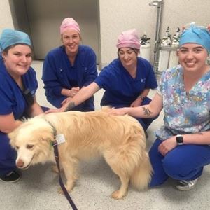 Jasper is a five-year-old wheaten-coloured border collie and has been specially trained as a Delta therapy dog to work in the hospital setting.