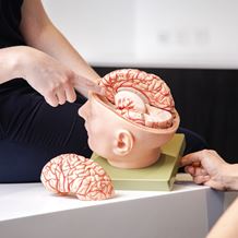 A neurologist uses a model of a human brain