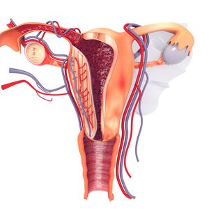 gynaecology